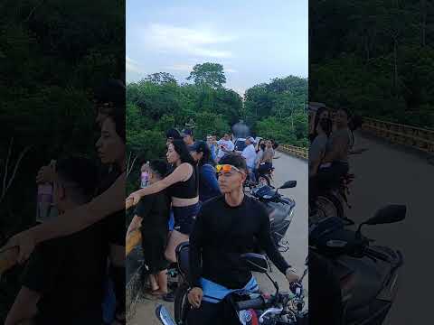 Hipopótamo en Puerto Nare. Incidente .