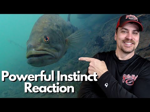 Very Easy Fluke Fishing Tip to Get More Bites - The Bass Can't Help But Eat It