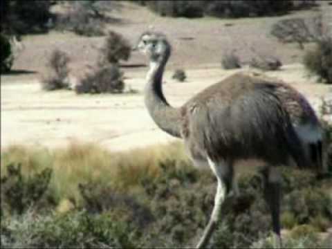 CARLO BUTI  ADIOS PAMPA MIA