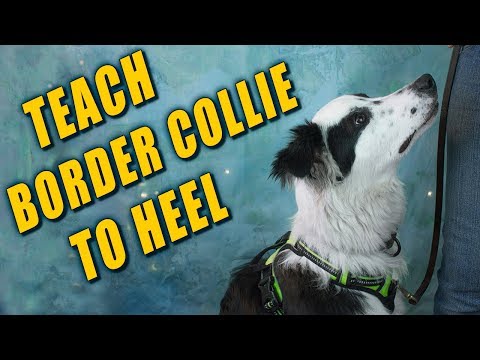 Teaching Border Collie to Heel