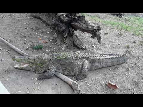 Why do crocodiles have their mouths open? Funny at Delhi Zoo