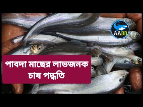 পাবদাা মাছের লাভজনক চাষ পদ্ধতি