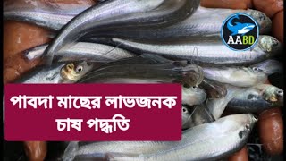 পাবদা মাছের লাভজনক চাষ