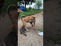 Dog And Puppy Attacks Kittens Dog Cat Puppy Kitten Animals Doglover Catlover