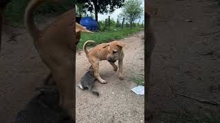 dog and puppy attacks kittens 🐶🐱#dog #cat #puppy #kitten #animals #doglover#catlover