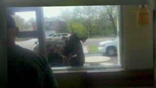 Darcy the cow from Brush, Colo. normally is well behaved, according to owner Sandy Winn. But lately, Darcy has had an unusual appetite for some McDonald’s hamburgers.