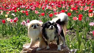 4月13日【びわ湖放送ニュース】ブルーメの丘で１０万本のチューリップが見頃に