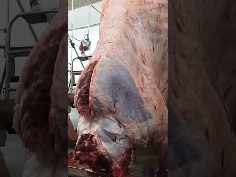 Respeita  a tradição Nordestina🌵#amor #art #moda #meta #motivation  #roça #agro #Vida #bahia