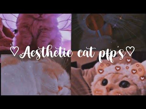  Funny photos to put on your WhatsApp profile