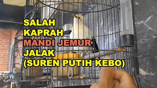 Download lagu GT-BG #42 Pola Mandi Jemur yang Benar Agar Burung Jalak (Putih, Suren & Kebo) Gacor, Jos Kotos kotos mp3 Download lagu GT-BG #42 Pola Mandi Jemur yang Benar Agar Burung Jalak (Putih, Suren & Kebo) Gacor, Jos Kotos kotos mp3