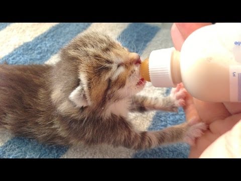 Foster Kitten Program