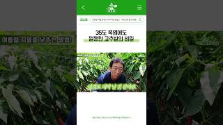 35도 폭염에도 고추가 쌩쌩한 이유! #shorts #farming