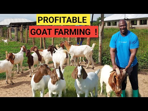 , title : 'How To Make MONEY Raising GOATS | Easy And Simple 2022'