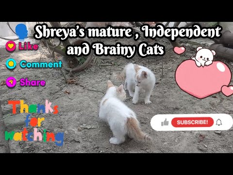 Shreya's Cats are now Independent,they can play without their Mom🐶 #cute #cats #catlover #viralvideo