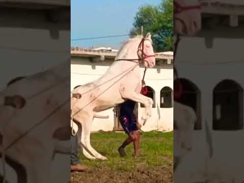 , title : 'Stallion Mangal 68 #breeding #nukra #nukraghora  #horse #horselover #horsebreeding #kaam25 #shorts'