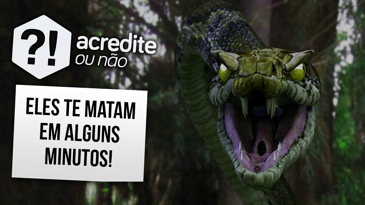 OS 10 ANIMAIS MAIS MORTAIS DO MUNDO