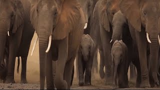 Είμαστε όλοι μέρος της άγριας ζωής Title