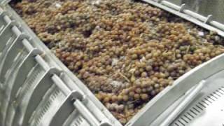 preview picture of video 'Leonard Oakes Estate Winery Ice Wine Harvest 2008'
