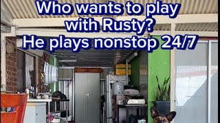 🐶Rusty!he is like baby!who wants to play with him?he is playing 24/7days! I am very tired but happy