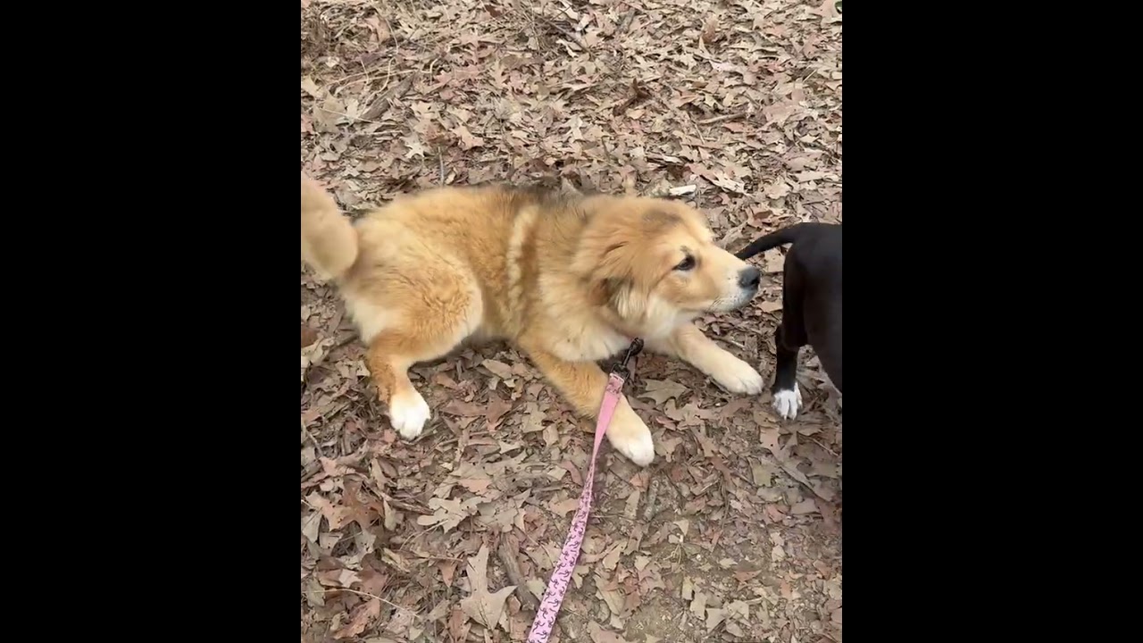 Enlarge Sunflower, an adopted mixed breed in Bedminster, NJ video 6/6