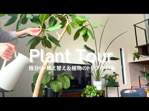 園芸 グレーメープル、ペーパーバークメープル、シナモンメープル