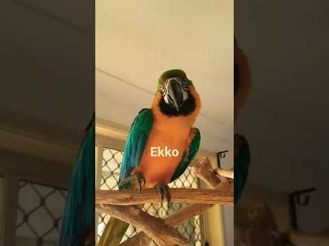Toruk and Ekko love it when I sing to them.