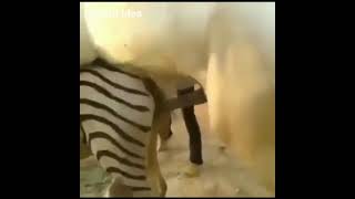 Animal Sexu Videos Watch HD Mp4 Videos Download Free Animal Sexu Videos Watch HD Mp4 Videos Download Free