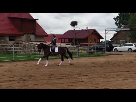MALAMOKS (*2014) dressage gelding by MILLENNIUM (Easy Game -Gribaldi x Ravel)