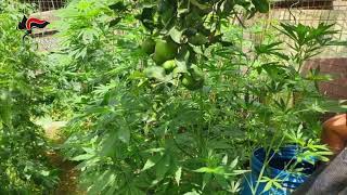 lattari-continuum-bellum-arresti-denunce-e-sequestri