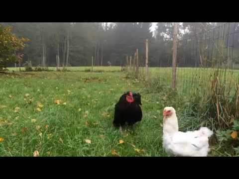 Hahn entdeckt neue Hühner im Gehege