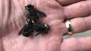 Easy way to get rid of carpenter bees