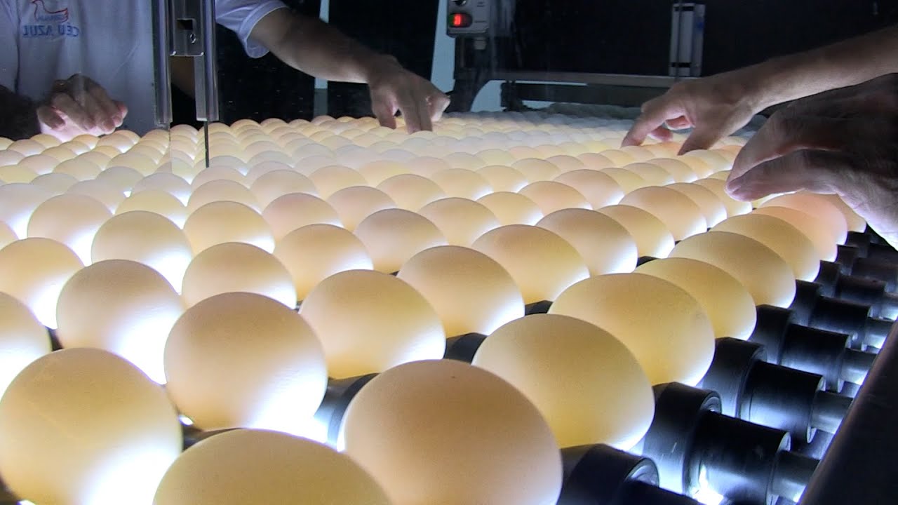 Granja de Céu Azul comercializa 200 mil ovos por dia