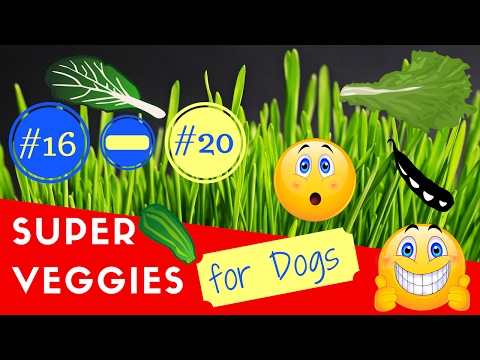 download lagu mp3 mp4 Edamame Safe For Dogs, download lagu Edamame Safe For Dogs gratis, unduh video klip Edamame Safe For Dogs