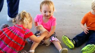 Children Playing With Jack Russell Puppies and Bunnies - Too Cute!!!