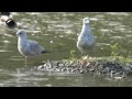 My Friends Juvenile Ring Billed Gulls KanataGeese CanadaGeese AndEclipseMallards InTheHumberValley
