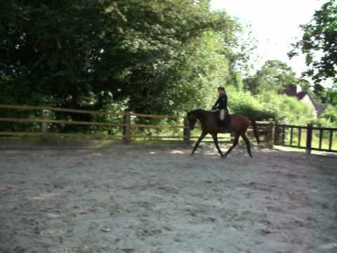 Ca. 5 Monate unter dem Sattel - Galoppanfänge