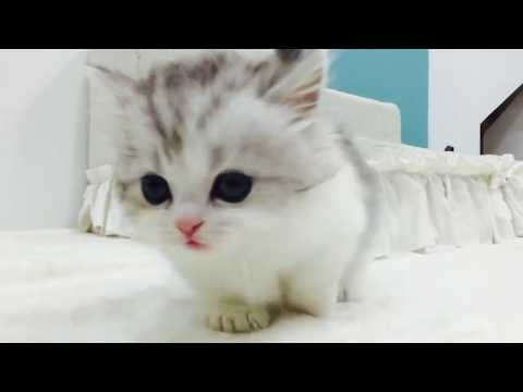 munchkin cat (short leg lovely cat)