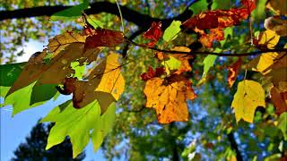 All in Love is Fair / Michael McDonald