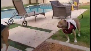 Video preview image #1 Chinese Shar-Pei-Unknown Mix Puppy For Sale in Chandler, AZ, USA
