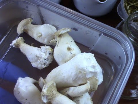 , title : 'Using store bought oyster mushroom stems to grow mycelium in a jar will it work'