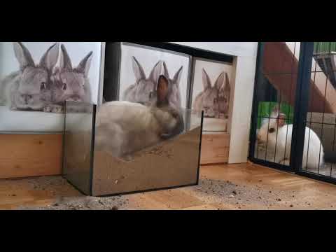 beautiful cute bunny animals#youtube#video