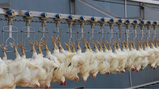 Incredible modern chicken processing factory Amazi