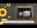 IJsberen nemen verlaten eiland over
