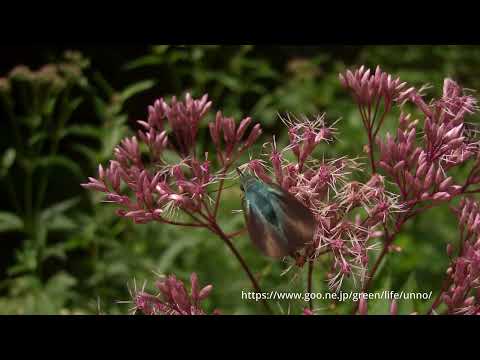 アオバセセリの訪花と飛翔　66倍スロー