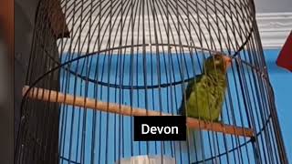 Download lagu BURUNG PERKICI GACOR BESETAN KASAR mp3 Download lagu BURUNG PERKICI GACOR BESETAN KASAR mp3