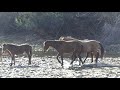 HORSE PORN On The Salt River Wild HORSES Of Arizona