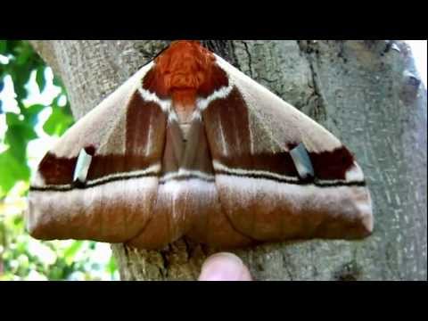 Bunaea alcinoe (Stoll, 1780)