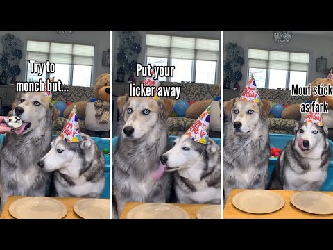 Dogs Try Different Foods
