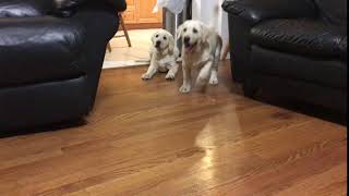 Video preview image #1 Labrador Retriever Puppy For Sale in NORWALK, CT, USA