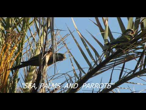 PETER'S SYNTH  - Compilation January 2021